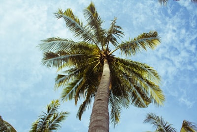 低角度摄影绿色椰子树